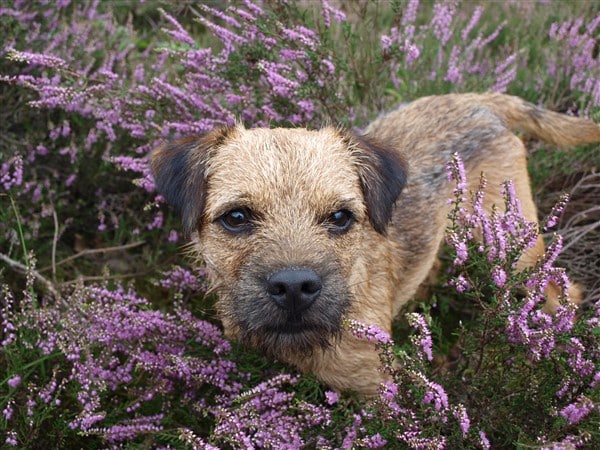 Thessy Geerards (2) Heide