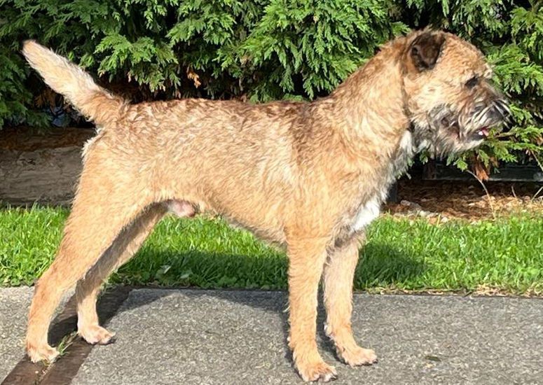 Standfoto Sam Kyloe’s Succesful Goofy