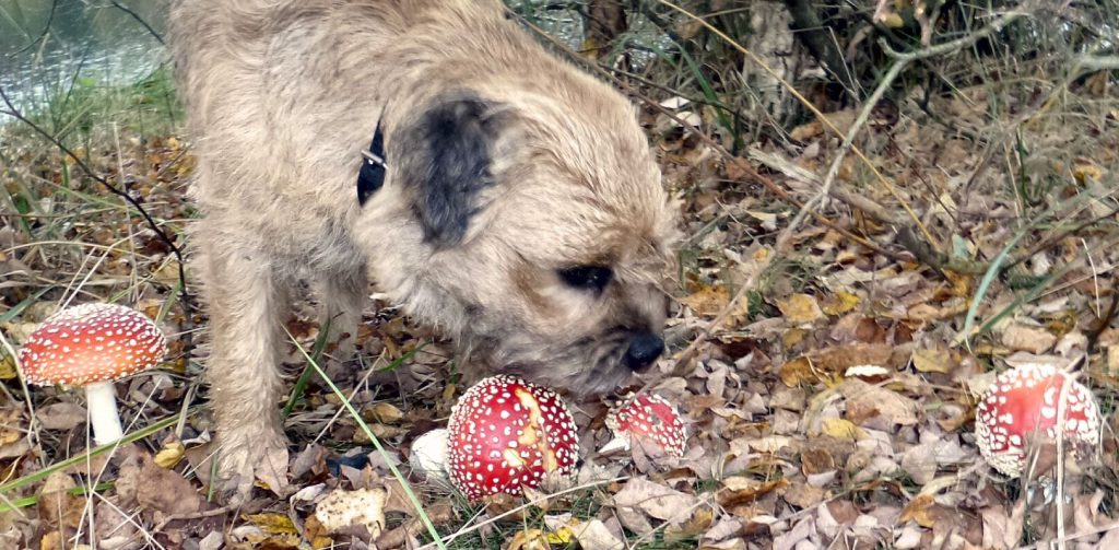 2016-11-01 Ellertshaar 004b bew